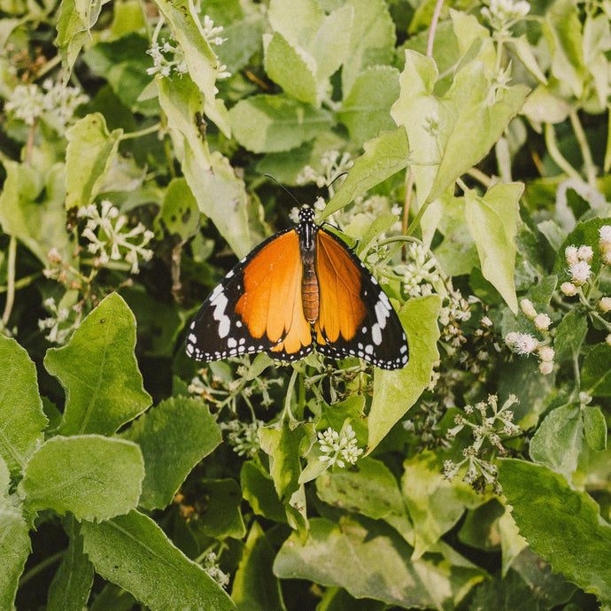 Business as a Model for Transformation